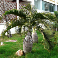 Egrow 20Pcs Exotic Bottle Palm Seeds