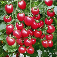 50Pcs Cherry Tomatoes Seeds Green Plants Vegetable Seeds 50Pcs Cherry Tomatoes Seeds Green Plants Vegetable Seeds
