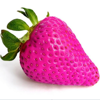 500Pcs Rose Red Strawberry Seeds Garden Seeds Fruit Seeds