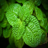 50Pcs Mint Seeds Potted Mint Grass Garden Ornamental Plants 50Pcs Mint Seeds Potted Mint Grass Garden Ornamental Plants