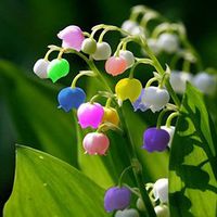 Egrow 50PCS Rare Lily of Valley Flower Seeds