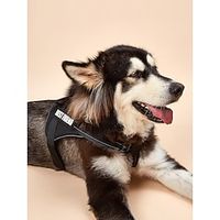 Dog Harness Dog Cat Harness Vest Adjustable Flexible Safety Soft Adjustable Outdoor Walking Solid Colored Polyester Small Dog Medium Dog Large Dog Blue 1PC Lightinthebox - thumbnail
