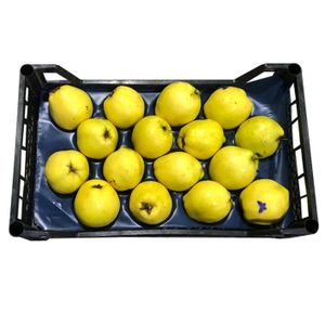 Quince 3.7Kg - 4Kg (UAE Delivery Only)