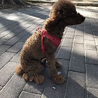Dog Boots / Shoes Snow Boots Anti-Slip Keep Warm Solid Colored For Pets PU Leather Brown miniinthebox - thumbnail