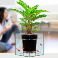 2 in 1 Clear Aquarium Self-watering Pot Planter - thumbnail