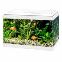 Ciano Aqua 20 Aquarium With White Led Light 40X20X26Cm