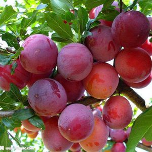 20Pcs Plum Seeds