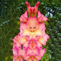 Egrow 100PCS Perennial Gladiolus Flower Seeds