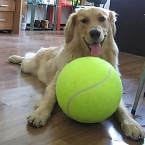 24cm9.5in Pet Tennis Ball Thrower The Perfect Interactive Toy for Training Your Dog! Lightinthebox