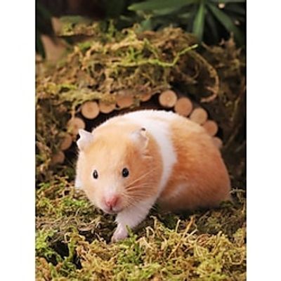 Bed Mouse Toy Generic Organic Green miniinthebox