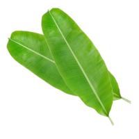 Fit Fresh Banana Leaves Kg