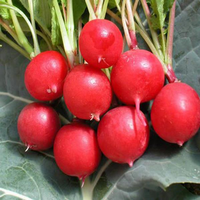 50Pcs Cherry Radish Seeds Green Plants Vegetables Seeds 50Pcs Cherry Radish Seeds Green Plants Vegetables Seeds