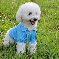 Dog Cat Polo Elegant Adorable Cute Dailywear Casual  Daily Dog Clothes Puppy Clothes Dog Outfits Breathable Purple Yellow Red Costume for Girl and Boy Dog Fabric XS S M L XL Lightinthebox - thumbnail