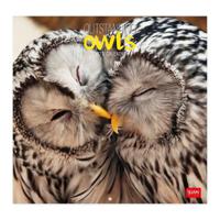 Legami Calendar 2023 (30 x 29 cm) - Owls - thumbnail