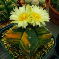 10pcs Rare Cactus Seeds Meaty Plant Seeds