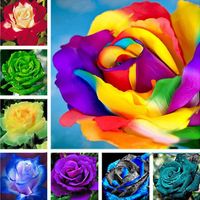 Egrow 100 Pcs Colorful Rare Rose Seeds