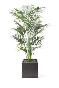 Kentia Palm WIth Cube