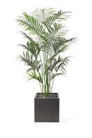 Kentia Palm WIth Cube - thumbnail