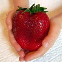 100Pcs Giant Red Strawberry Seeds