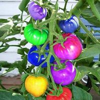 100Pcs Tomato Seeds