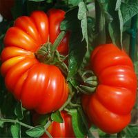 100pcs Red Large Tomato Seeds