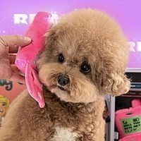 1pc Mobile Phone Design Pet Grinding Teeth Squeaky Plush Toy Durable Chew Toy For Dog Interactive Supply Lightinthebox - thumbnail