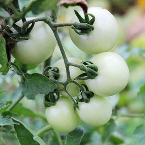 100pcs White Sugar Cherry Tomato Seeds