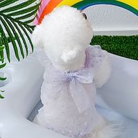 Dog Cat Vest Lace Fashion Cute Sports Casual / Daily Dog Clothes Puppy Clothes Dog Outfits Soft Purple Orange Costume for Girl and Boy Dog Cloth XS S M L XL 2XL miniinthebox Dog Cat Vest Lace Fashion Cute Sports Casual / Daily Dog Clothes Puppy Clothes Dog Outfits Soft Purple Orange Costume for Girl and Boy Dog Cloth XS S M L XL 2XL miniinthebox