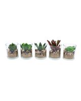 Homesmiths Plant In Zinc Pot Plant Assorted 1 Piece White Oil Base