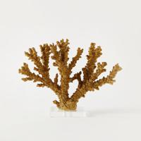 Seascape Coral Decorative Object with Acrylic Base