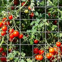 Trellis Netting Heavy-Duty Garden Plant Trellis Netting for Climbing Plants Outdoor Indoor Grow Net for Beans Tomatoes Peas Pumpkin Flowers Lightinthebox - thumbnail
