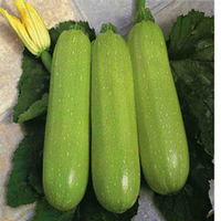 10Pcs Zucchini Seeds Green Plants Melon Vegetables Seeds - thumbnail