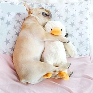 Sqeauking Toy Dog Cat 1pc Adorable Durable Cotton Gift Pet Toy Pet Play Lightinthebox