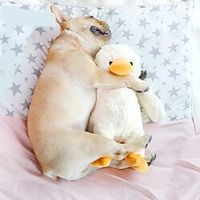 Sqeauking Toy Dog Cat 1pc Adorable Durable Cotton Gift Pet Toy Pet Play Lightinthebox - thumbnail