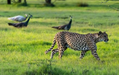 Perfect Safari Experience in UAE (Daily Tour 24 hours)