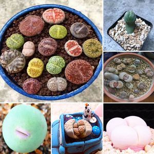 Egrow 100pcs Graines Lithops Pseudotruncatella Plant Seed Rare Potted Stone Succulentes Mixture Seeds