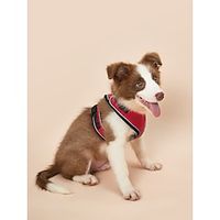 Dog Rabbits Cat Harness Breathable Soft Escape Proof Outdoor Cartoon Solid Colored Polyester Small Dog Medium Dog Multicolor Light Red 1PC Lightinthebox - thumbnail