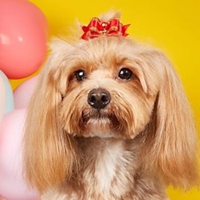 Joyful New Year Crystal Phnom Penh Red Double Layer Ribbon Flower Beads Bow Tie Pet Dog Cat Decorative Headflower Lightinthebox Joyful New Year Crystal Phnom Penh Red Double Layer Ribbon Flower Beads Bow Tie Pet Dog Cat Decorative Headflower Lightinthebox