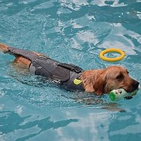 Dog Life Jacket, Lightweight Dog Life Vest, Adjustable Dog Life Preserver with High Buoyancy, Safety Swimsuit Rescue Handle for Small Medium Dogs miniinthebox Dog Life Jacket, Lightweight Dog Life Vest, Adjustable Dog Life Preserver with High Buoyancy, Safety Swimsuit Rescue Handle for Small Medium Dogs miniinthebox