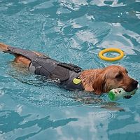 Dog Life Jacket, Lightweight Dog Life Vest, Adjustable Dog Life Preserver with High Buoyancy, Safety Swimsuit Rescue Handle for Small Medium Dogs miniinthebox - thumbnail