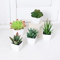 5pcs/set Succulent Potted Plants Are Suitable For Decorating Homes Restaurants Desktops Windowsills Shelves Offices miniinthebox