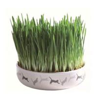 Trixie Cat Grass In Ceramic Bowl For Cats - 50G