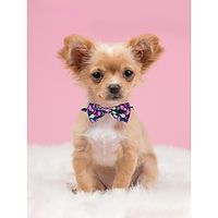 Dog Cat Tie  Bow Tie Romantic Sweet Party Outdoor Dog Clothes Puppy Clothes Dog Outfits Soft Multicolor Costume for Girl and Boy Dog Polyster Lightinthebox - thumbnail