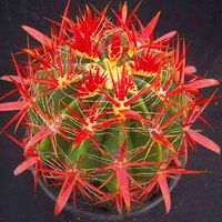 200Pcs Peacock Cactus Seeds Meaty Plant Seeds