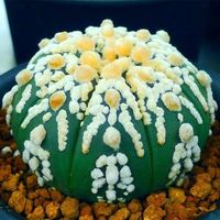 10pcs Snowy Cactus Seeds