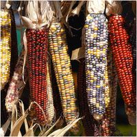 10pcs Mix Color Corn Seeds