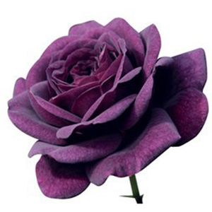 20 Purple Rose Flower Rose Seeds