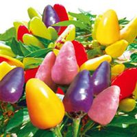 50pcs Mix Color Pepper Seeds Chili Pepper Vegetable Seeds Garden Decoration Bonsai Plant