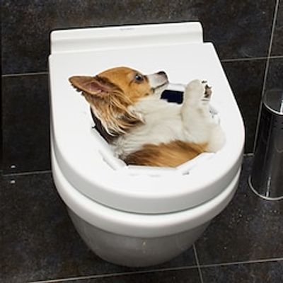 1pcs Funny Dog Toilet Seat Decoration Wall Stickers Removable Bathroom Toilet. Lightinthebox 1pcs Funny Dog Toilet Seat Decoration Wall Stickers Removable Bathroom Toilet. Lightinthebox
