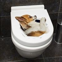 1pcs Funny Dog Toilet Seat Decoration Wall Stickers Removable Bathroom Toilet. Lightinthebox - thumbnail